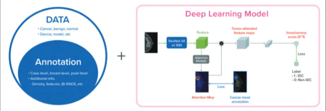 Fig. 1. Development of deep learning models. The first step is to collect a large-scale dataset, followed by  dataset annotation by radiologists, to improve the utility of the dataset
