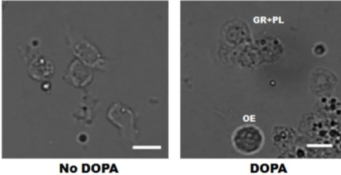 Fig. 1. Localization of prophenoloxidase (proPO) among hemocytes of P. interpunctella  5 th  instar larvae