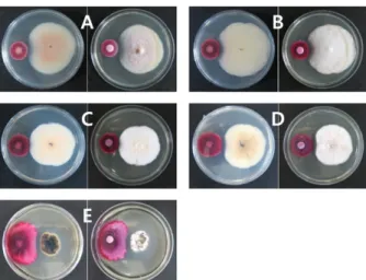 Fig. 4A 는 배양  6일 후 형태로서 콜로니 주변에서 약간 분 해하는 것으로 나타났다. Fig. 4B, C는 각각 배양 8일, 10일 후의 모습으로 뚜렷한 clear zone을 조사되었다