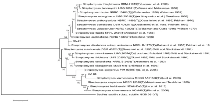 Fig. 3. Phylogentic analysis of 16S rRNA sequence of Streptomyces sp. AA-65 and CA-23 isolated from the waste mushroom media.