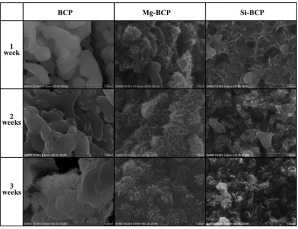Fig. 5. SEM micrographs of calcined BCP, Mg-BCP and Si-BCP powders after immersion in HBSS for 1, 2 and 3 weeks.