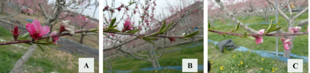 Fig. 4. Bordeaux mixture spray at blooming period after 2 weeks of fruit branches in 2014