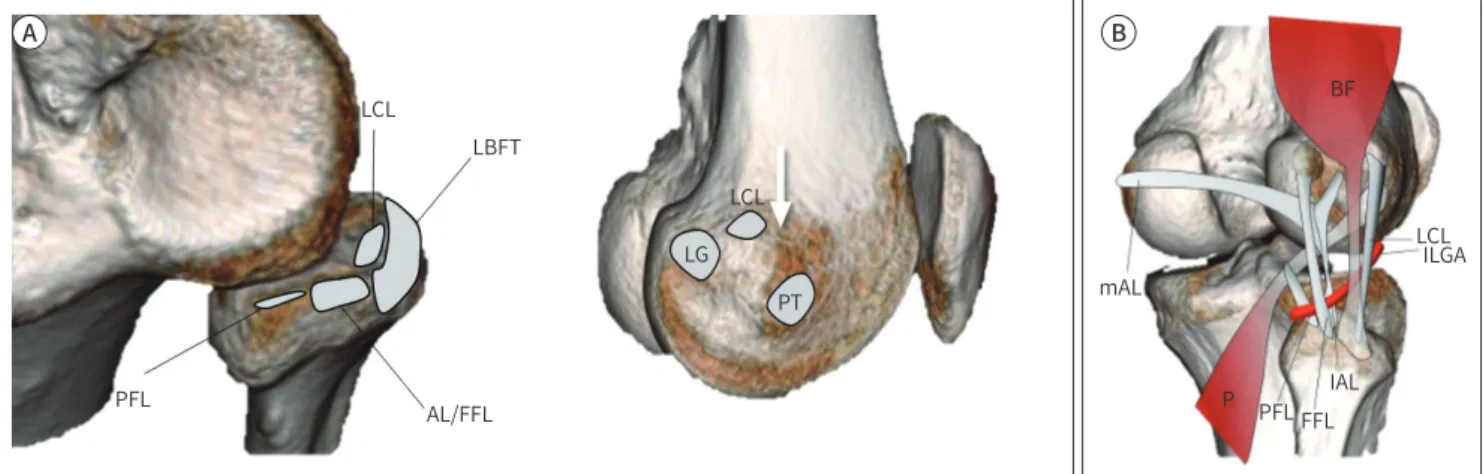 Fig. 1. Illustration demonstrating the normal anatomy of the posterolateral corner.