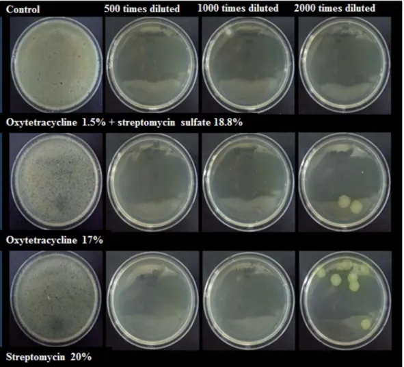 Fig. 2. Effect of seed soaking treatments at each concentration of antibacterial agents against Pseudomonas syringae pv