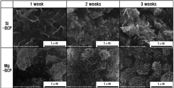 Fig. 6. SEM micrographs of calcined Si and Mg-BCP powders after immersion in HBSS for 1, 2 and 3 weeks.