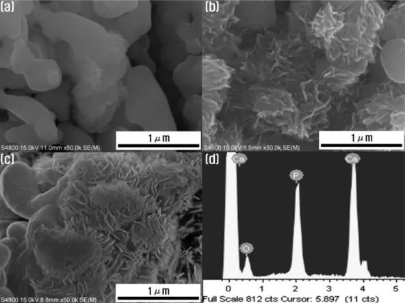 Fig. 4. SEM morphologies of BCP powders after immersion in HBSS for (a) 1, (b) 2, and (c) 3 weeks, (d) EDS of (c).