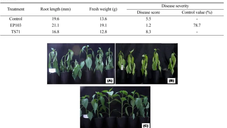 Table 2. Effect on growth of plants and control of Phytophthora blight by treatment with selected endophytic strains under greenhouse condition