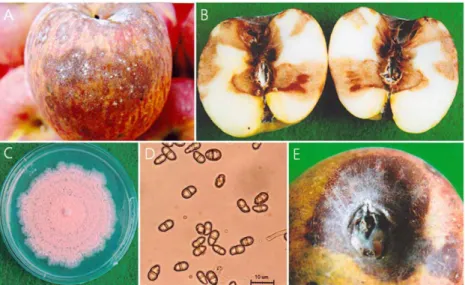 Fig. 1. Symptom of pink mold rot on surface fruit of Trichothecium roseum on apple (Malus pumila var