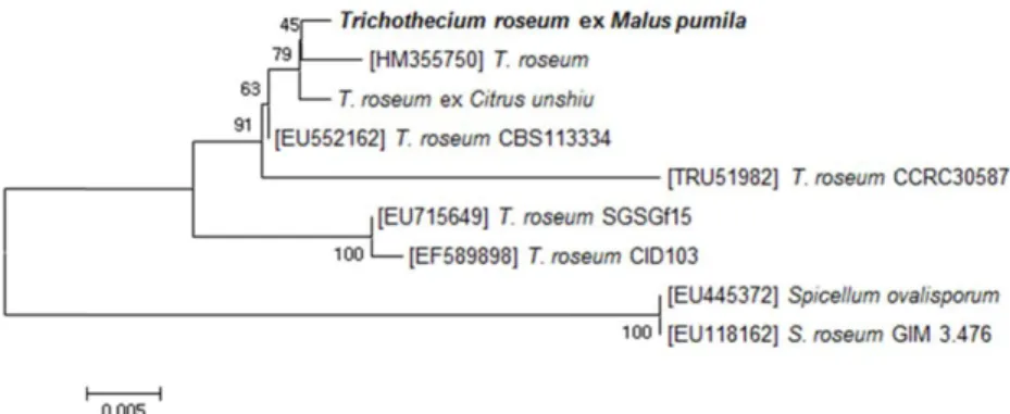 Fig. 2. Phylogenetic tree based on ITS sequences, showing closest known relatives of Trichothecium roseum
