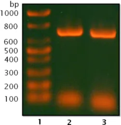 Fig. 3. An electrophoresis of dsRNA. All bands are shown at the point of about 700 bp