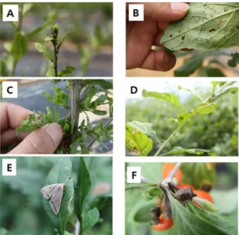 Table 1. Component contents and recommendation concentration of the five eco-friendly agricultural materials (EFAMs) for the control of insects occurring at Lycium chinense