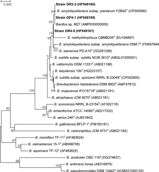 Fig. 2. Phylogenetic tree based on nearly complete 16S rRNA gene sequences (>1,400bp) showing relationships between strains GP4-1, GR2-2 and GR4-5, and the type strains of related Bacillus species