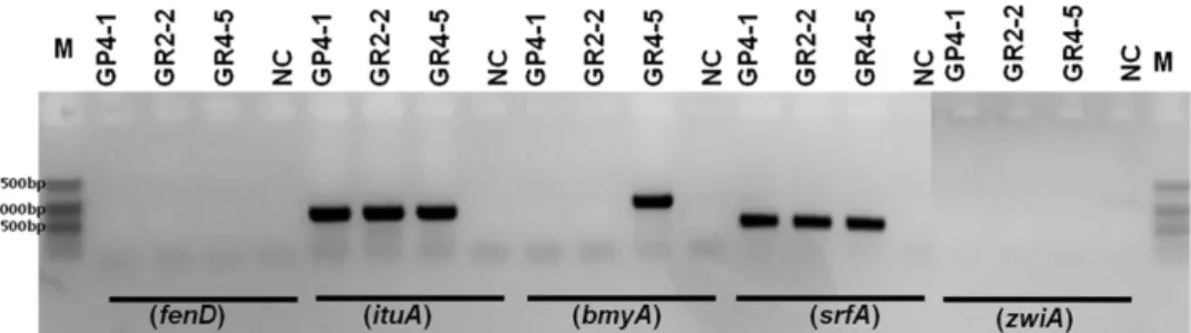 Table 3. Characterization of the degrading enzyme activities of selected strains.