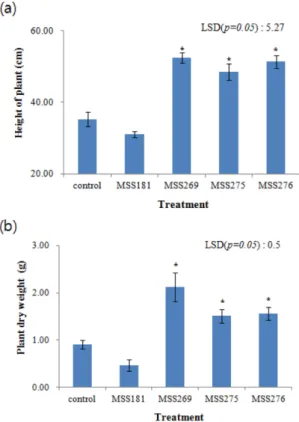 Fig. 4. Plant growth effect of Streptomyces  spp on tomato.