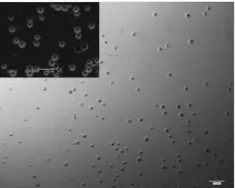 Fig. 6. OM, SEM image of after 200 o C H 3 PO 4  etching at 5 min.