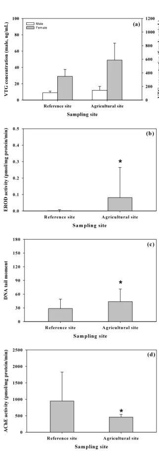 Fig. 2. Changes of VTG concentration (a), EROD activity (b),  DNA damage (c), and AChE activity (d) in the male and  female  Misgurnus anguillicaudatus of reference site (RS) and  agricultural site (AS)