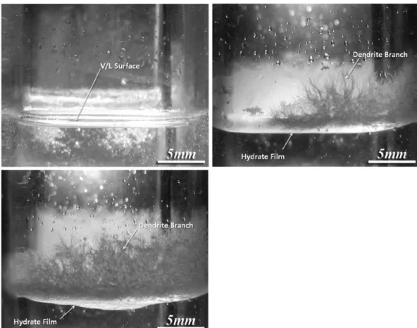 Fig. 4. SF 6  hydrate dendrite growth at gas/water interface.