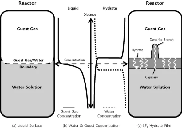 Fig. 7. Guest gas molecule concentration gradient and capillary model in hydrate film.