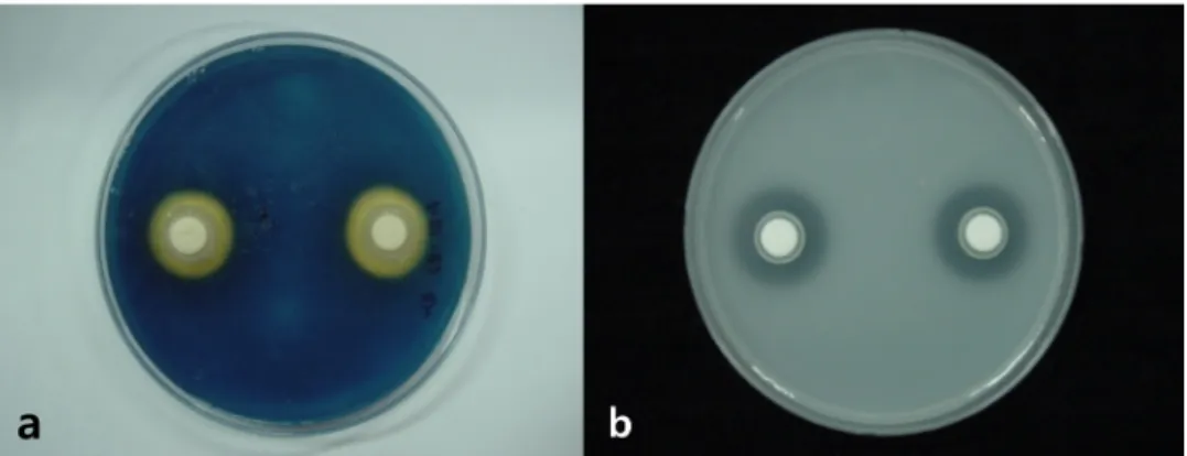 Fig. 3. Activities of siderophore formation and phosphate solublization by treatment of a selected PGPR strain 13-1