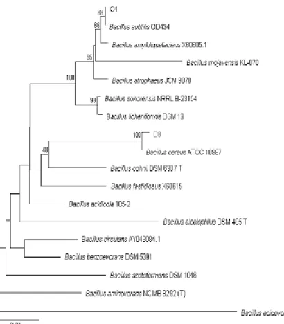 Fig. 1. Phylogenetic position of C4 and D8 in the phylogenetic trees generated by the analysis of 16S rRNA gene sequences