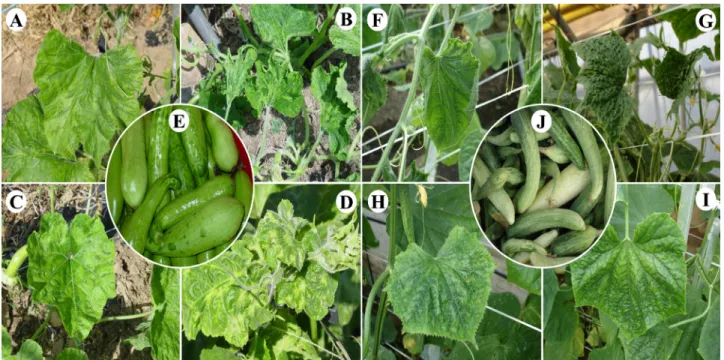 Fig. 1. Viral symptoms of squash in naturally infected fields. A: Vein-banding and systemic mosaic induced by WMV