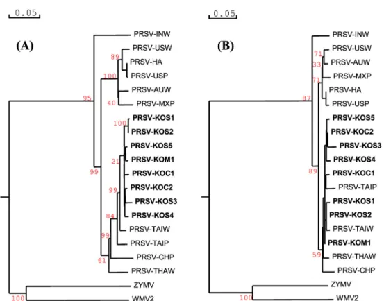 Fig. 4. Phylogenetic analyses of CP gene present and other worldwide isolates of PRSV at nucleotide level (A) and amino acid  level (B) by Neighbor-joining algorithm