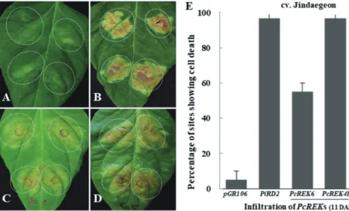 Fig. 2. Cell death screening of RXLR candidate  PcREK effectors in chili pepper. Agro-infiltrated effector  expressing hypersensitive response (HR) cell death phenotypes in chili pepper cultivar of Jindaegeon