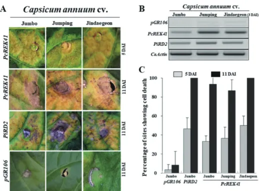 Fig. 3. PcREK41 effectors triggering hypersensitive response (HR)  in chili pepper. (A) Shows  progression of HR cell death over period of time for PcREK41 in the cultivars of Capsicum annuum cv