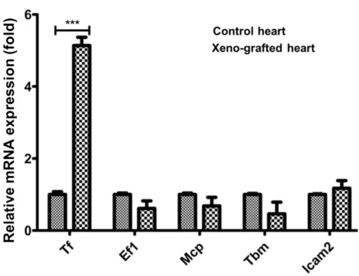 Fig. 1. Upregulation of porcine tissue factor gene in rejected pig heart (Xeno-grafted heart) after  xenotransplantation into monkey compare with non-transplanted pig heart (control heart)