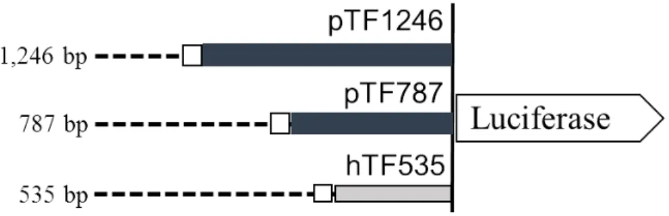 Fig. 3. Promoter sequences of porcine Tf gene and structure of luciferase reporter vector