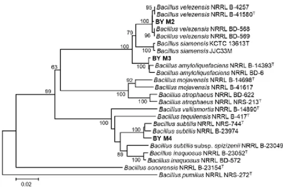 Fig. 4. Neighbor joining tree inferred from gyrase subunit A (gyrA) gene sequences of Bacillus species  complex
