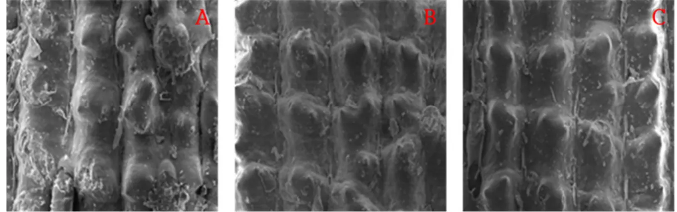 Fig. 2. Scanning electron microscope (SEM) images of surface of the rice-hull biochar