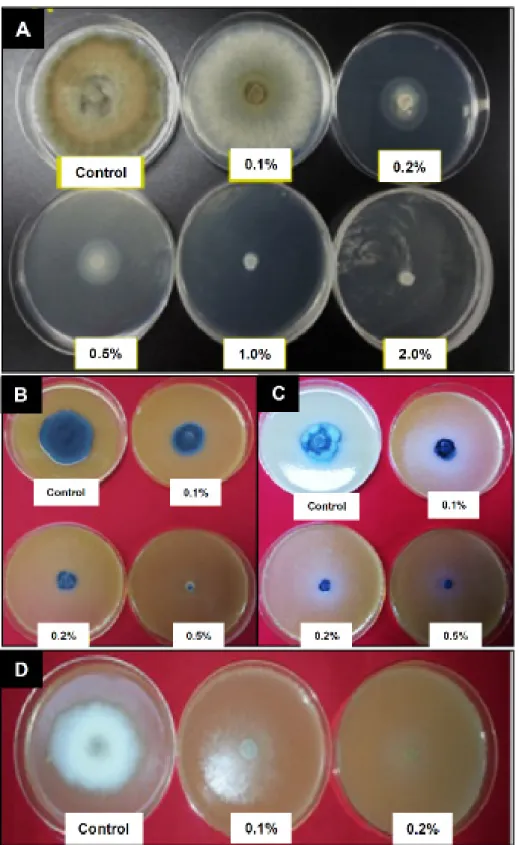 Fig. 1. Effect of tea tree oil (TTO) on mycelium growth of four phytopathogenic fungi on potato dextrose  agar (PDA)