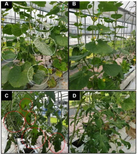 Fig. 3. Effect of tea tree oil (TTO) treatment on the powdery mildew of melon and leaf mold of tomato plants