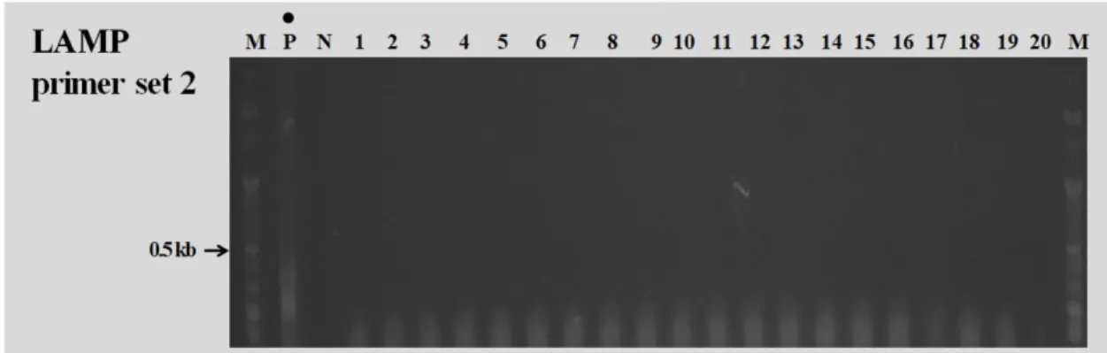 Fig. 4. Compare test of loop-mediated isothermal amplification (LAMP) and polymerase chain reaction  (PCR) with artificial infection samples of human enteric Adenovirus (HueAdV)-41