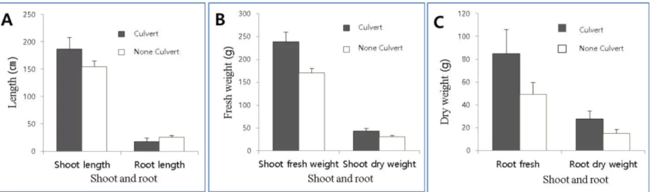 Fig. 3. Comparison of Sesamum indicum growth at the end of the growing period in (A) the field of  drainage and (B) Non-drainage systems.