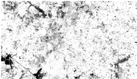 Fig. 6.  The b*-channel image converted from the original.