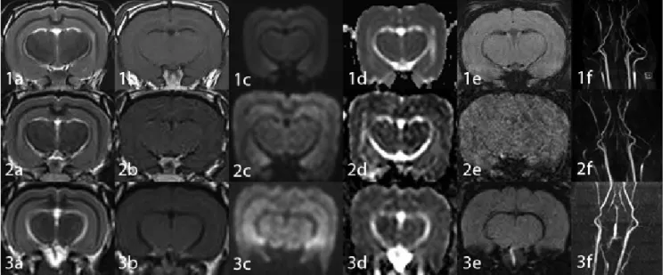 Fig. 2. Brain MR images of a normal rabbit obtained with a rat coil (1), a cat coil (2) and a knee coil (3)