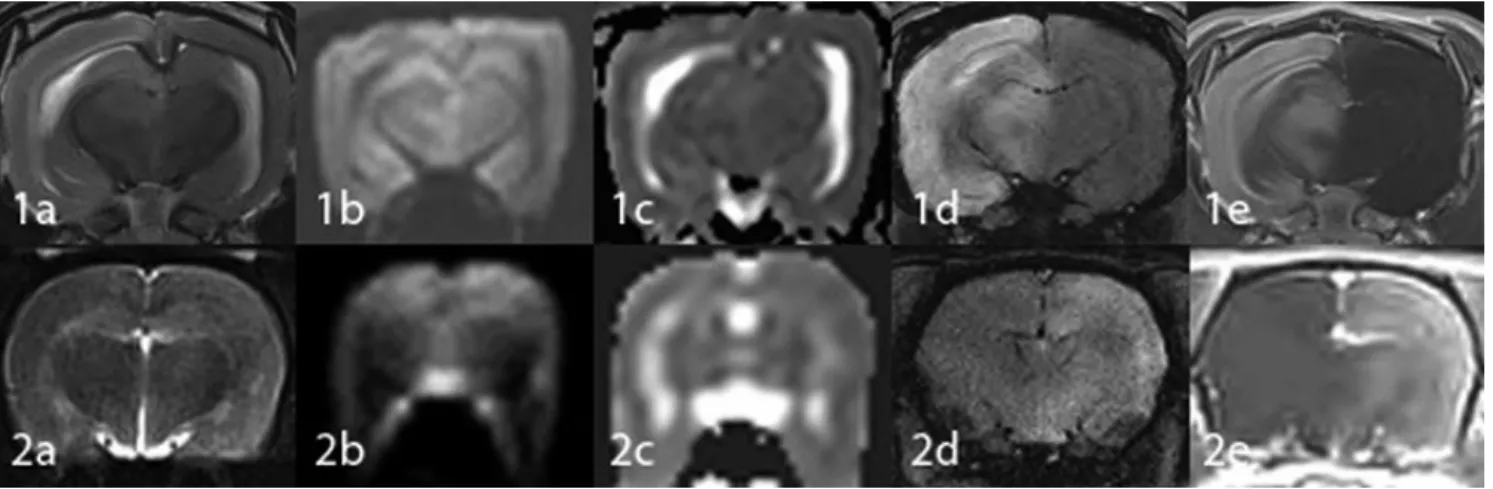 Fig. 4. MR images of a rabbit (1) and a rat (2) obtained with the rat coil 2 hours after embolization of triolein emulsion into the carotid artery