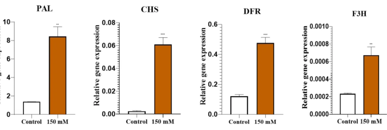 Fig. 4. Gene expression profile of Nampungchal genotypes to salt stress by quantitative RT-PCR for  four genes related to anthocyanin biosynthesis