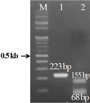 Fig. 3.  Sample tests of human Astrovirus (HuAstV) loop-mediated isothermal amplification (LAMP)