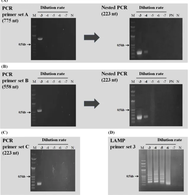 Fig. 4.  human Astrovirus (HuAstV) ensitivity test compare with outer primer conventional-nested polymerase  chain reaction (PCR) and loop-mediated isothermal amplification (LAMP)