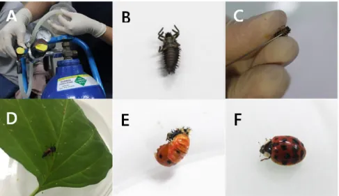 Fig. 1. Process of injecting dsRNA into  H. axyridis abdominal region. A, A ladybug was anesthetized by carbon  dioxide gas; B, Anesthetized insect; C, Injection of dsRNA; D, After waking from the anesthetic; E: Pupa; F: 