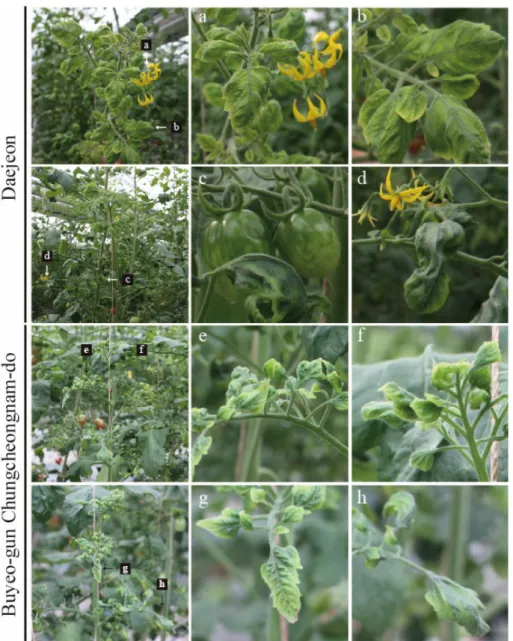Fig. 1. Representative tomato samples showing virus-like symptoms. The left-hand panels show plant  symptoms, with the center and right-hand panels show details from the locations indicated by arrows and  the corresponding letter in the left-hand image.