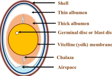 Fig. 1. Schematic diagram of egg anatomy.