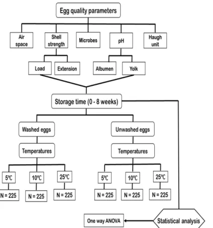 Fig. 2. Flowchart for implementing the freshness parameters in washed and unwashed eggs.