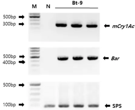 Fig. 1. Confirmation of the T-DNA genes on the Bt-transgenic (Bt-9) rice and non-genetically modified  rice (Ilmi)