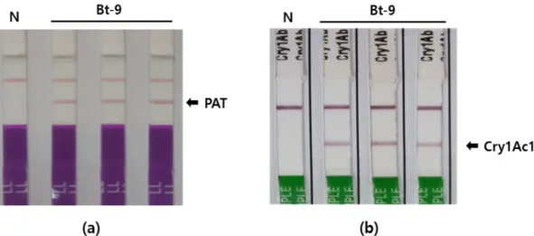Fig. 2. Confirmation of genes expression for Bt-transgenic (Bt-9) rice by using immunostrip