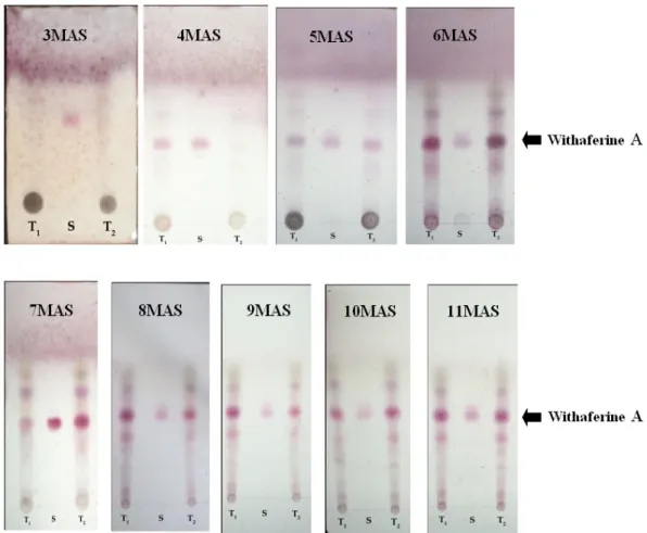 Fig. 1. Comparison of thin layer chromatography (TLC) plates in different months after sowing (MAS) for  the availability of withaferin A in selected two treatments with a standard withaferin A sample
