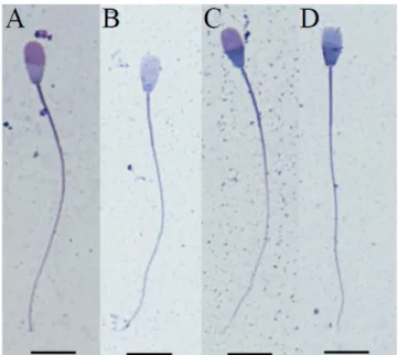 Fig. 1. Evaluation of plasma membrane integrity of spermatozoa. A, B, and C; swollen spermatozoa  determined as plasma membrane integrity was normal